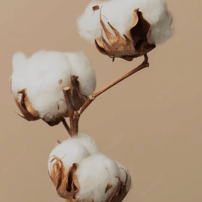 Organic cotton plant symbolizing environmentally friendly and sustainable natural fibres.