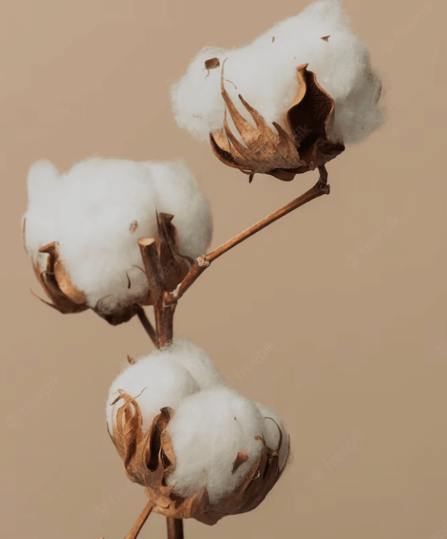 Organic cotton plant symbolizing environmentally friendly and sustainable natural fibres.